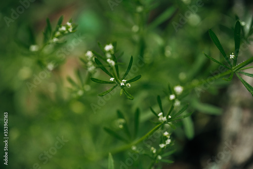 green grass and flowers