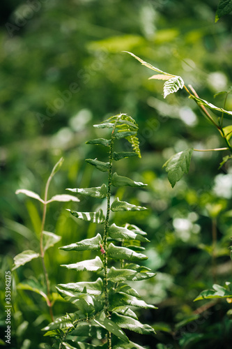 green leaves on a branch
