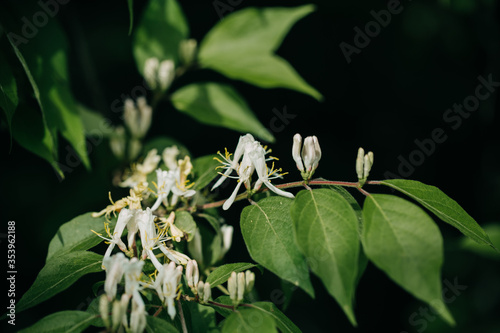 honeysuckle bush
