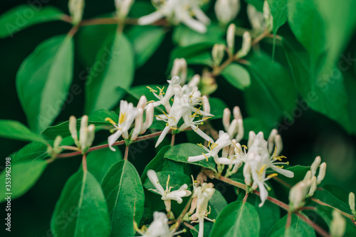 honeysuckle bush