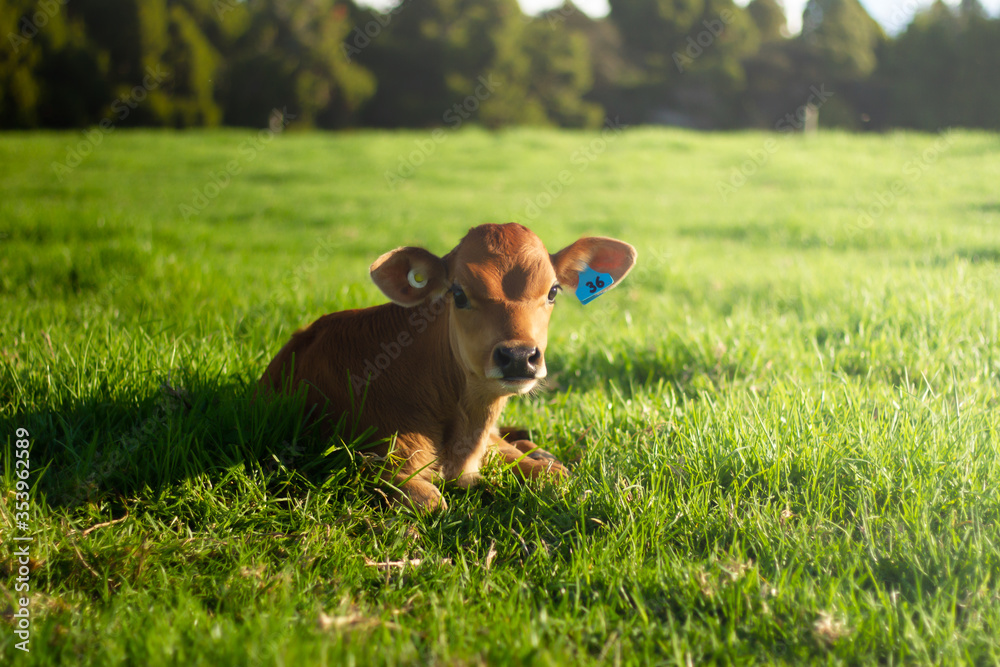 A young pasture fed calf on a rural organic farm. A young pasture fed calf on a rural organic farm.
