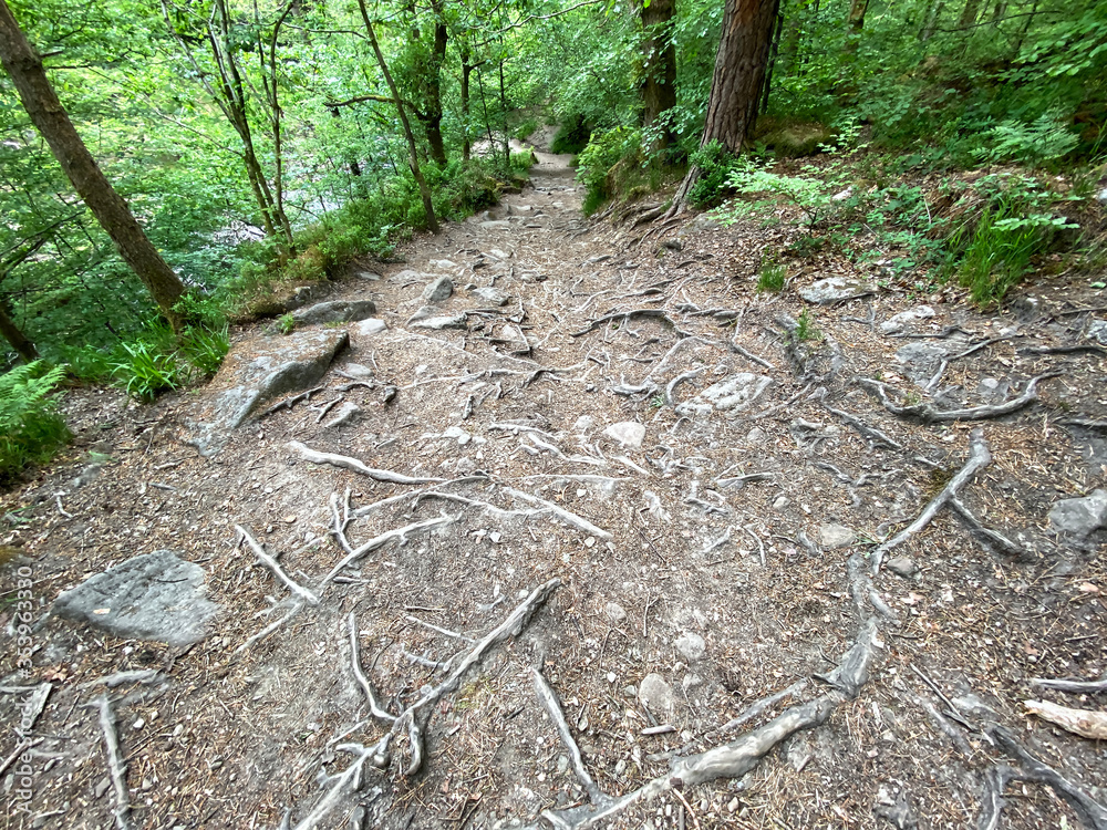 Obraz premium Forest floor with roots and stones in, Hardcastle Crags, Hebden Bridge, UK