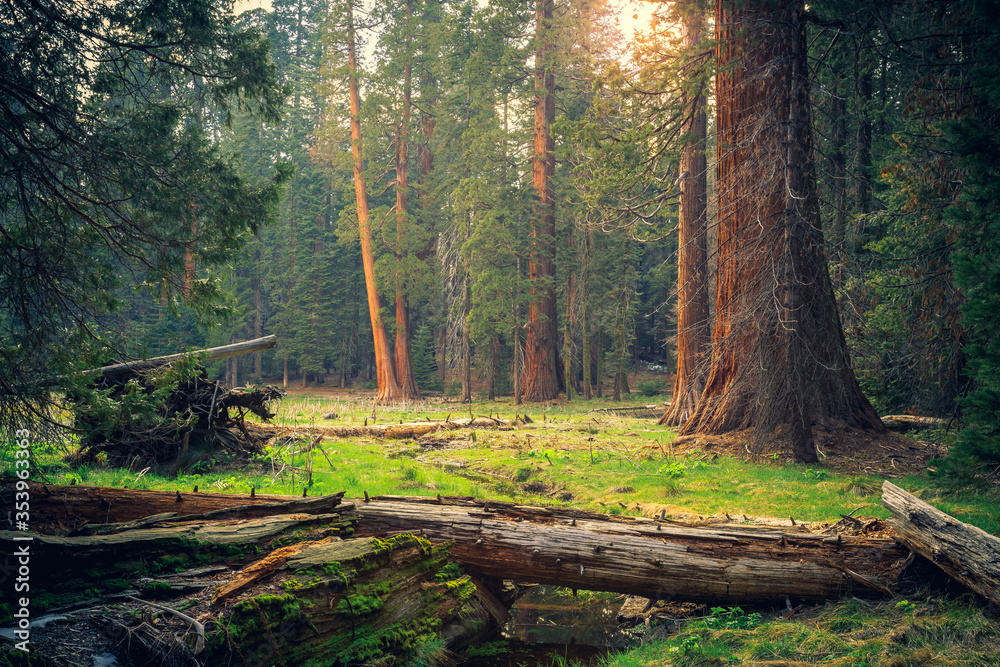 Sunset in the Sequoia Forest, Sequoia National Park, California Sunset in the Sequoia Forest, Sequoia National Park, California