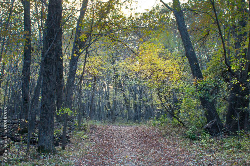 Forest Path Forest Path