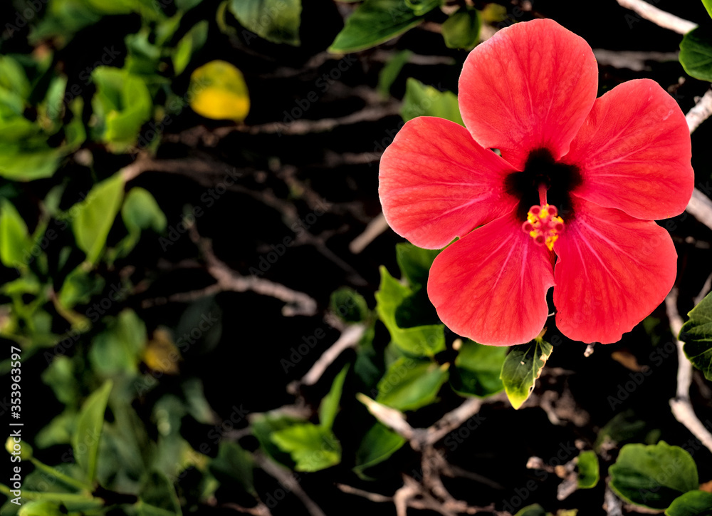 Very vivid red flower hibiscus with empty text space. Very vivid red flower hibiscus with empty text space.