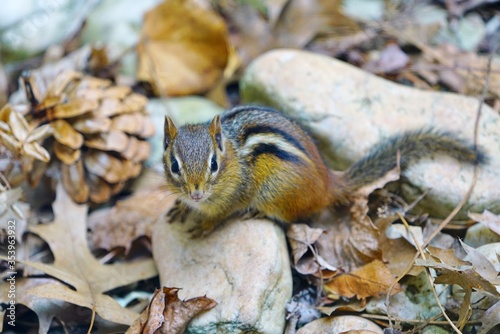 A tiny chipmunk with stripes on rocks and leaves