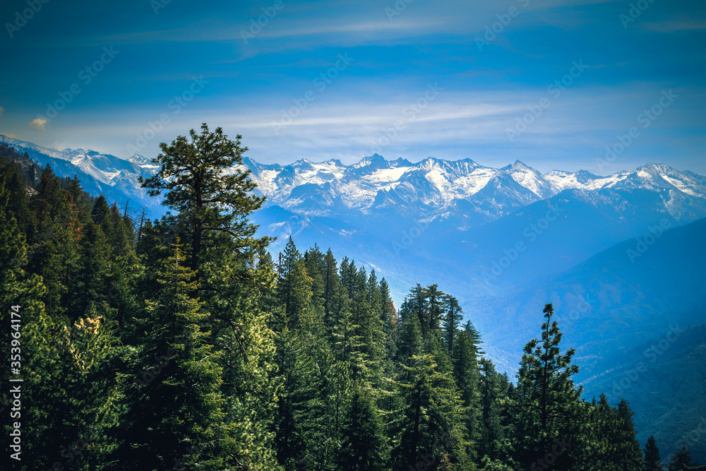 Fototapeta premium Forest and The Mountains, Sequoia National Park, California