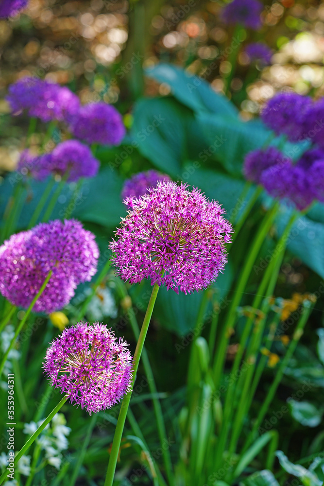 Obraz premium Purple globe allium flower in the spring