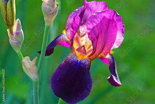 Purple and yellow bearded iris flower in bloom