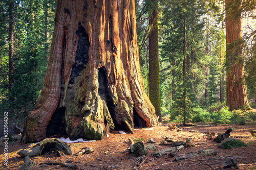 Sequoia Tree Trunk, Sequoia National Park, California