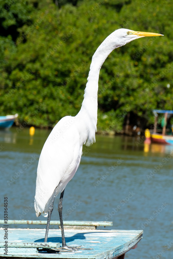 Obraz premium The elegant Great Egret. Great Egrets are tall, long-legged wading birds with long, S-curved necks and long.