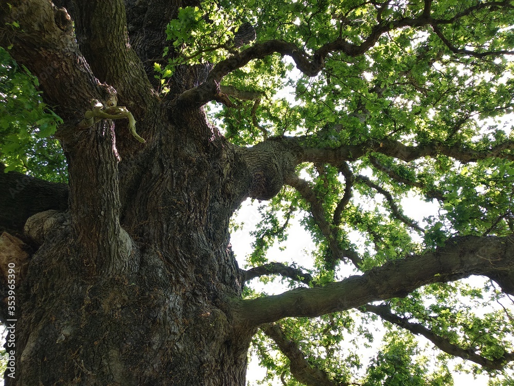 Fototapeta premium oak tree in the park
