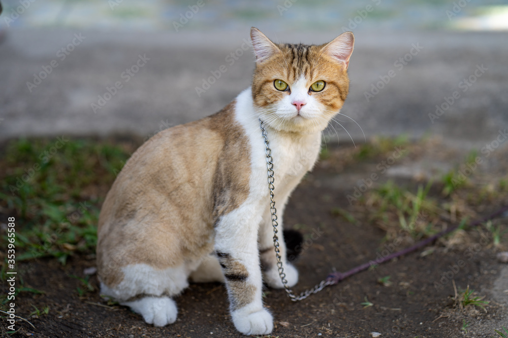 Obraz premium Cute looking cat on chain