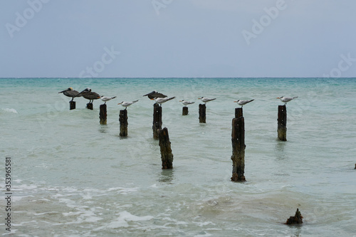 Фотография Sea birds in unison on old pier