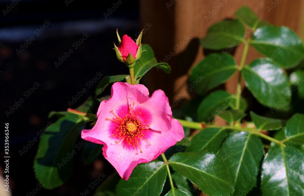 Obraz premium 花 ばら ピンク 