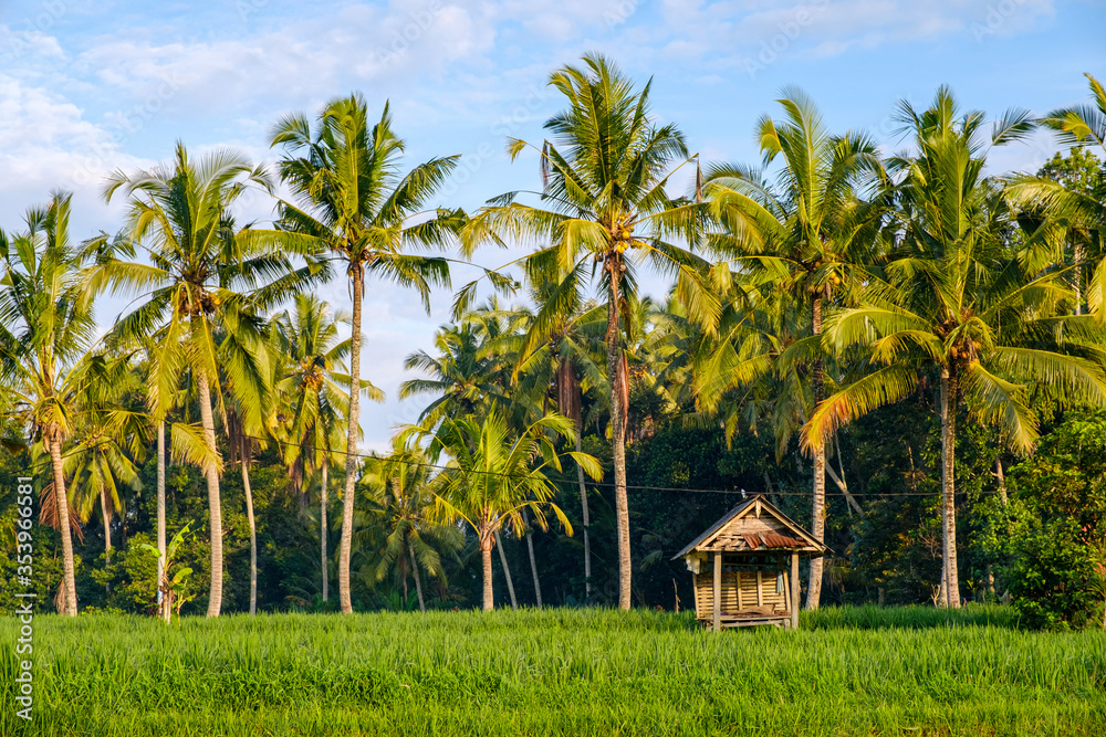 A view of the hut in a rice field on a background of forest of coconut palms trees. Bali, Indonesia