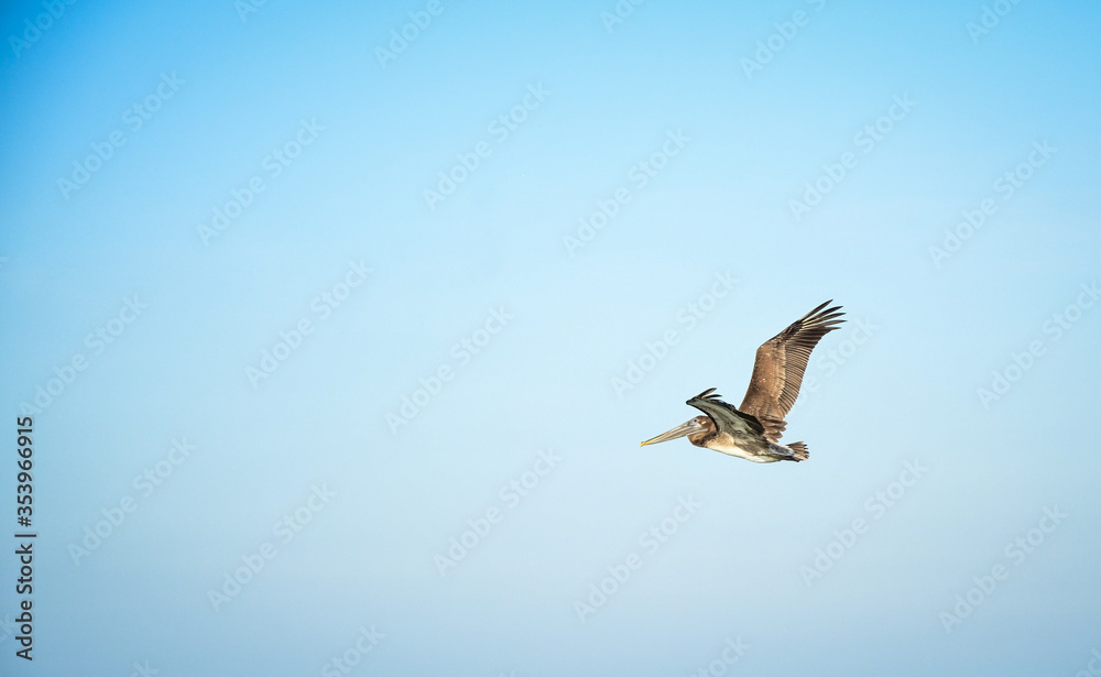 Obraz premium pelican in flight