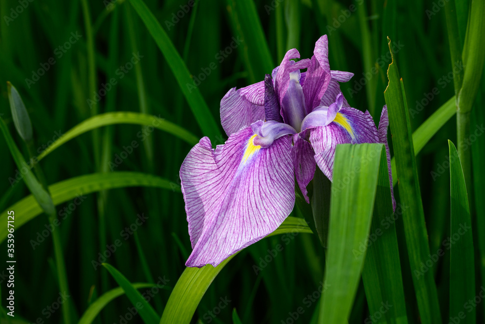 Closeup of a light purple Japanese Iris growing in a garden on a sunny day

