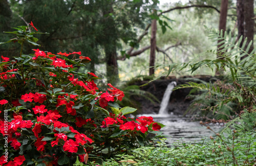 Red flowers and waterfall. © Robert