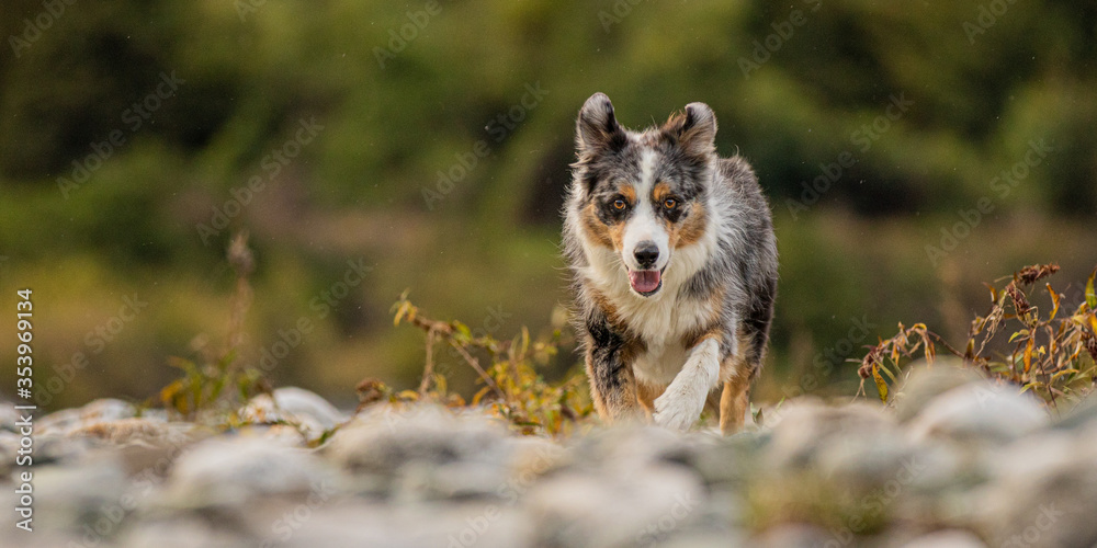 Australian Shepherd running with happy face