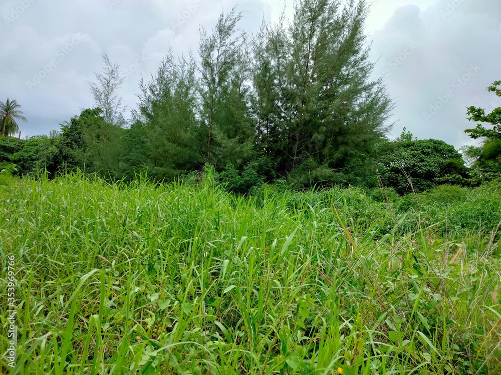 green grass and blue sky