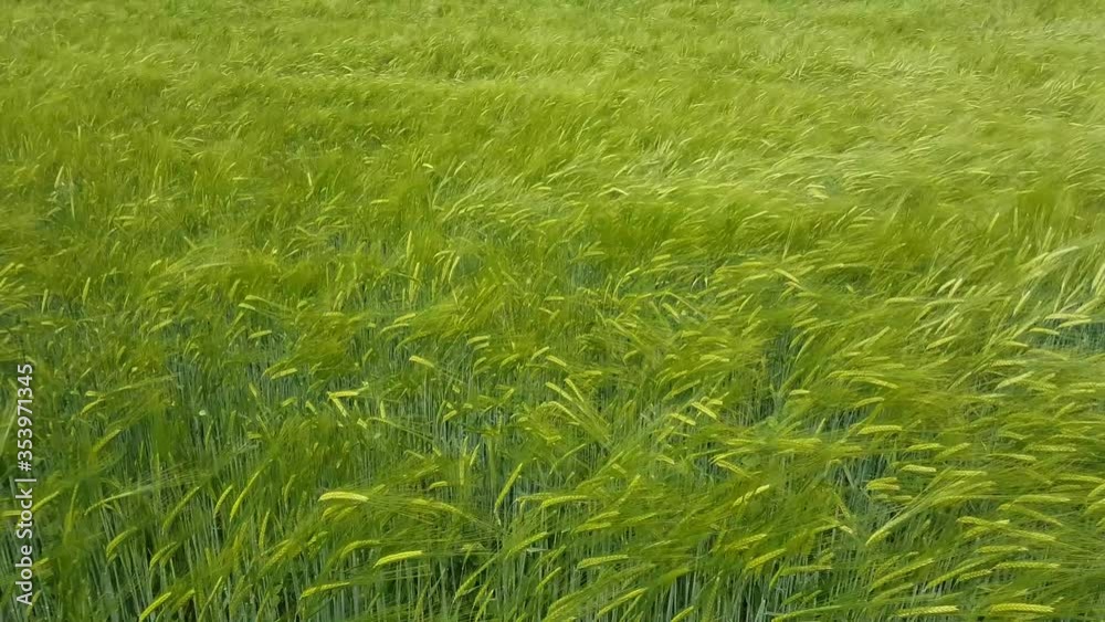 Green Barley Field moving in the wind for natural backgound, Hordeum vulgare or Gerste Green Barley Field moving in the wind for natural backgound, Hordeum vulgare or Gerste