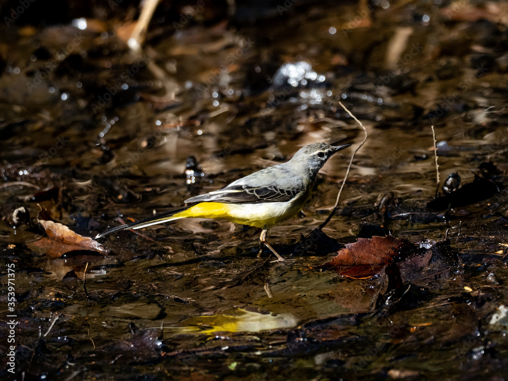 Gray wagtail beside a forest stream 11 Gray wagtail beside a forest stream 11