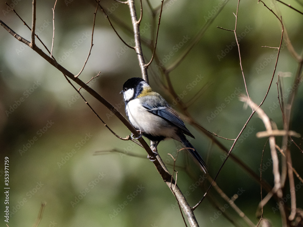 Cute Japanese tit on a small twig 2 Cute Japanese tit on a small twig 2