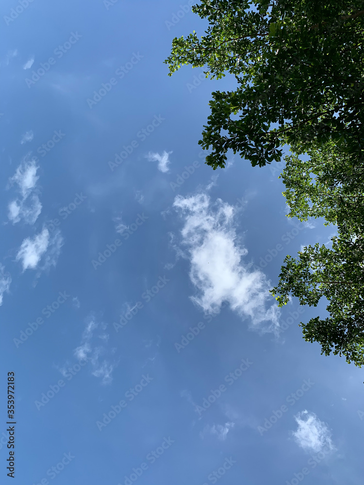 view of the sky and tree branches view of the sky and tree branches