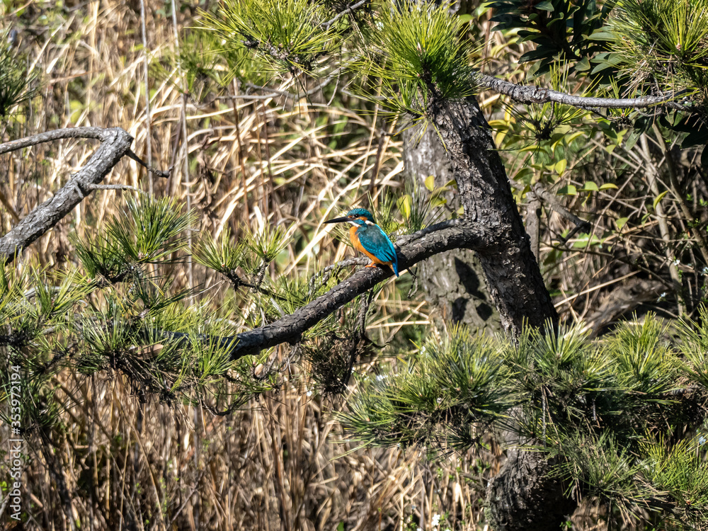 Fototapeta premium Common kingfisher perched over Japanese pond 7