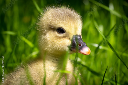 Fotografi Yellow 3 day old gosling on green grass close-up.