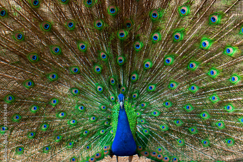 Naklejka premium Portrait of beautiful peacock with feathers out
