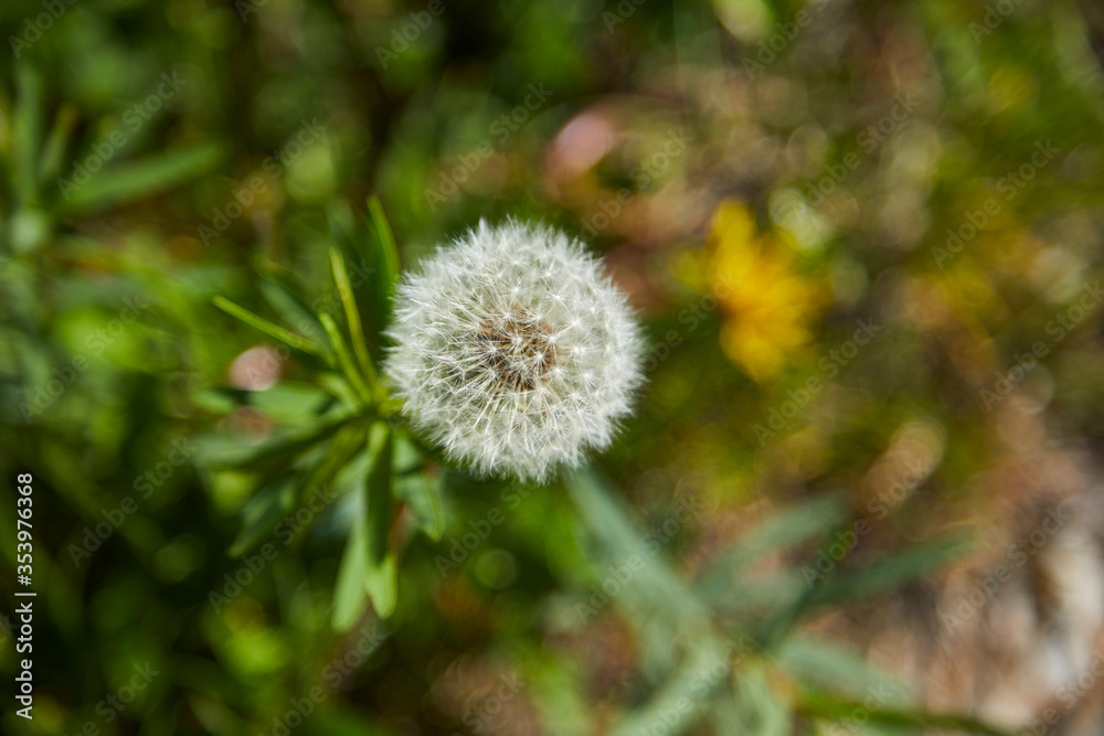 White dandylion fluffy flower growing in a meadow in spring in Minnesota White dandylion fluffy flower growing in a meadow in spring in Minnesota