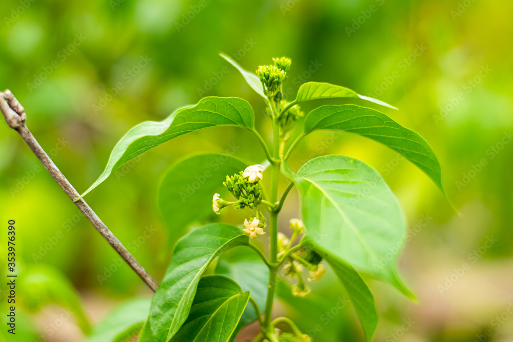 Obraz premium Gurmar medicinal tree