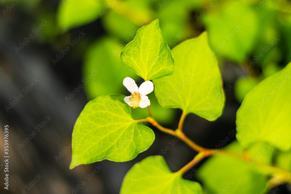 Plu Kaow flower(Houttuynia cordata Thunb ) Plu Kaow flower(Houttuynia cordata Thunb )