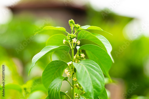 Gurmar medicinal tree