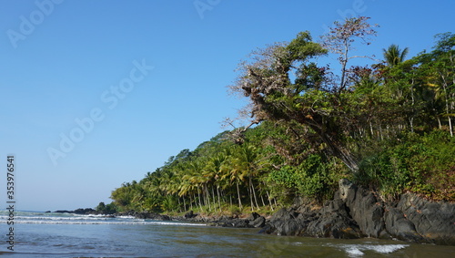 Coconut Trees Grow In Coastal Areas