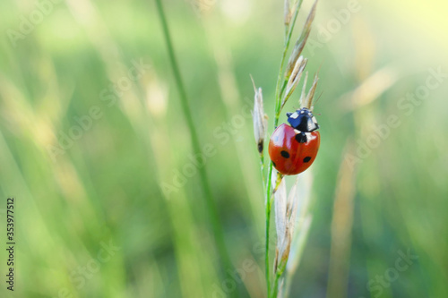 Summer season. Ladybug on a stem of grass on a  vegetative background.Summer nature background.
