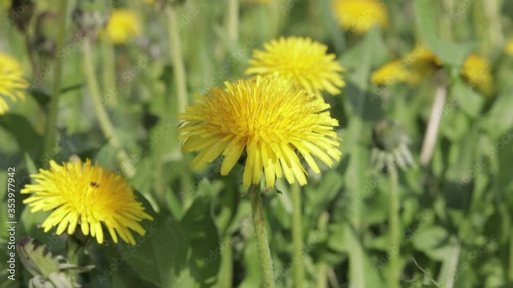yellow dandelion flutters in the wind yellow dandelion flutters in the wind