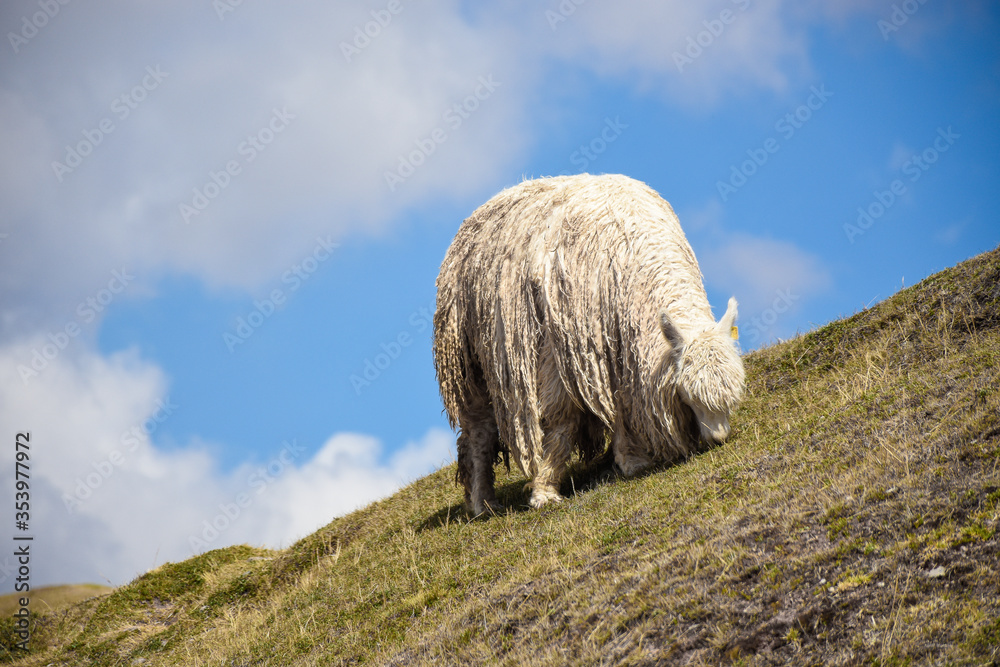 alpaca in the mountain