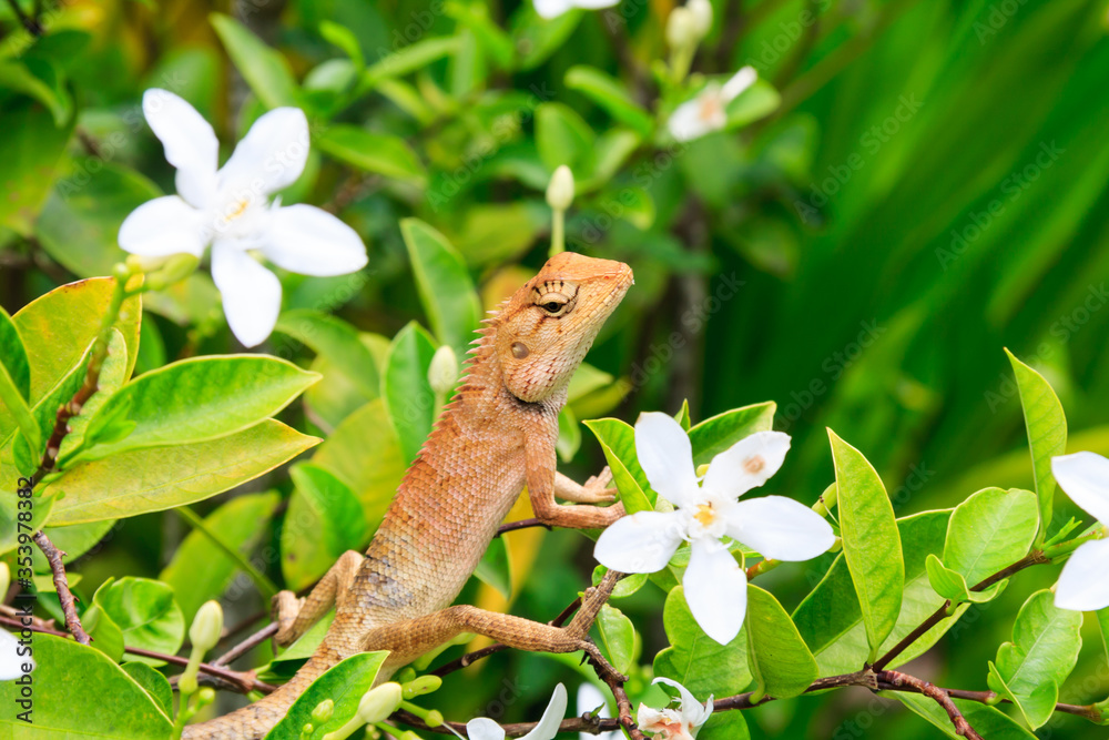 Oriental Garden Lizard