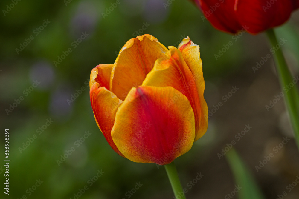 yellow red tulip flower close-up on a flower bed yellow red tulip flower close-up on a flower bed