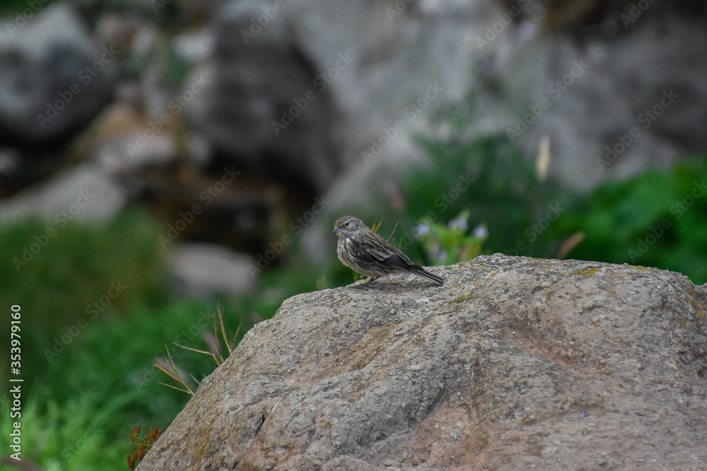 bird in the rocks