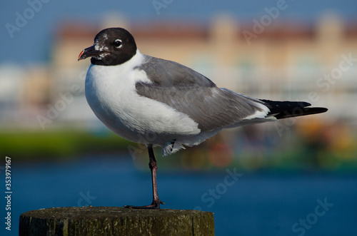 North American Seagull. Larus Atricilla, Laughing Gull, perched on one foot atop a pier pile. 