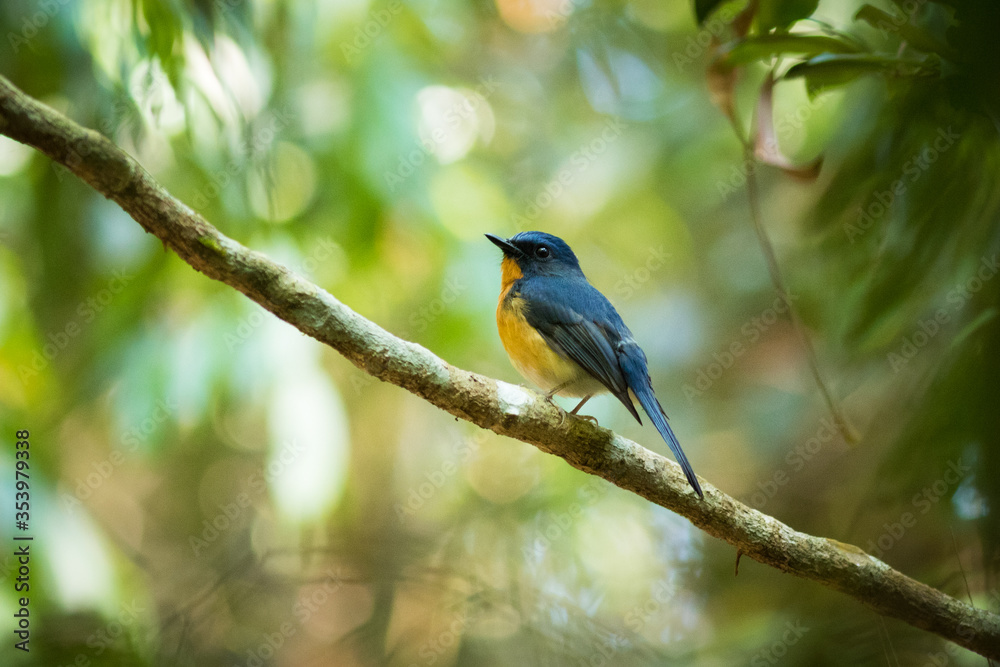 Obraz premium Bird in the forest.