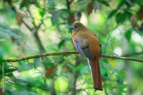 Bird in the forest.