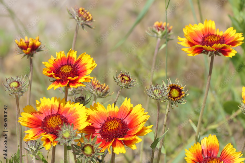 Kokardenblumen Kokardenblumen
