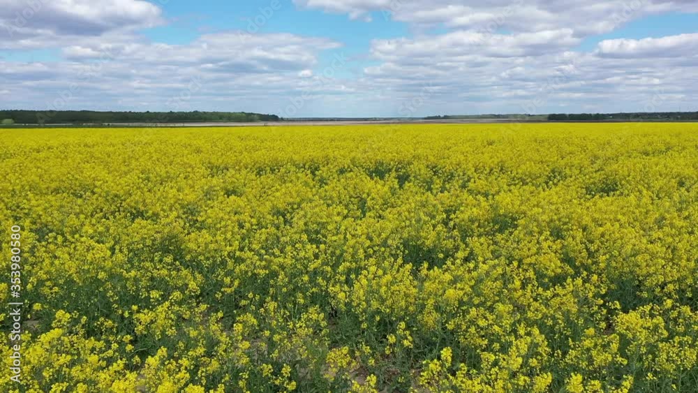 Top view of a field of blooming rapeseed. Yellow field of rapeseed. Agricultural area. The concept of development of the agricultural sector.
Top view of a field of blooming rapeseed. Yellow field of rapeseed. Agricultural area. The concept of development of the agricultural sector.