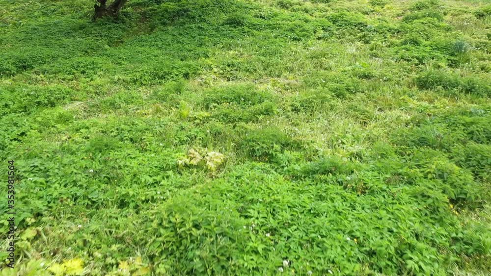 Borshevik Sosnovsky (Lat.Heracleum sosnowskyi) is a large invasive herbaceous plant. Invasive plants after treatment with herbicides. Control over the distribution centers of invasive plants.
Borshevik Sosnovsky (Lat.Heracleum sosnowskyi) is a large invasive herbaceous plant. Invasive plants after treatment with herbicides. Control over the distribution centers of invasive plants.