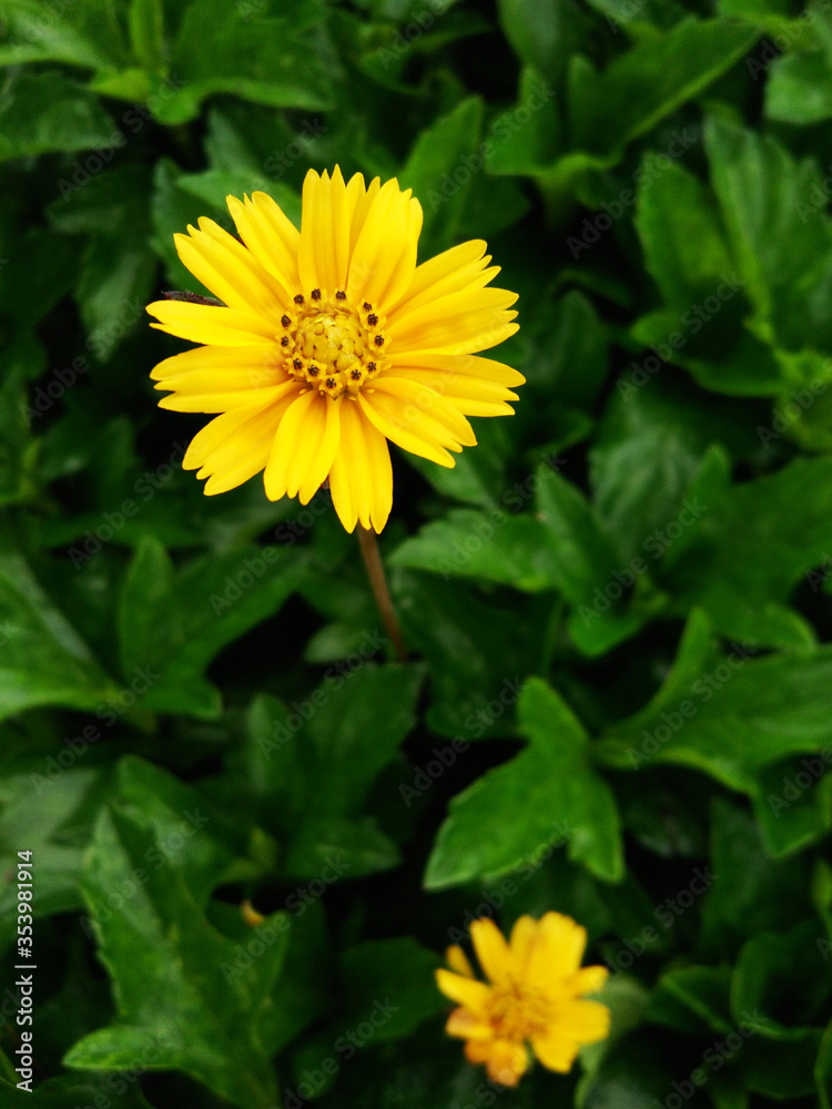Blooming yellow Singapore dailsy flowers in green leaves background Blooming yellow Singapore dailsy flowers in green leaves background